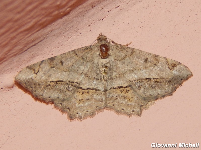 Richiesta ID2 Geometridae